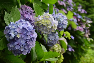 hydrangea