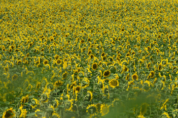 Fototapeta premium SUNFLOWER IN A FIEND IN SUMMER
