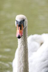 Obraz premium Mute Swan (in german Höckerschwan) Cygnus olor