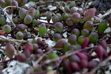 fruits   in my small garden