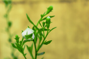 white flower in my garden with the plant