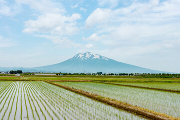 【青森県岩木山】津軽平野の水田と岩木山