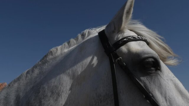 Hand strokes neck of a horse. Closeup of a horse head with the wind in mane, forelock. Slow-motion. Concept of animal love and friendship.