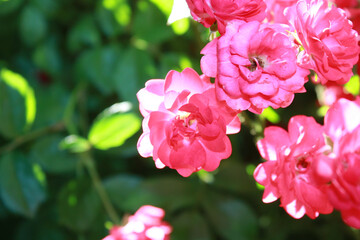 Rose bush with pink flowers in the garden.