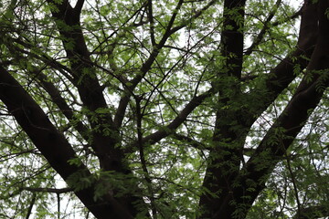 top angle view of a tree.