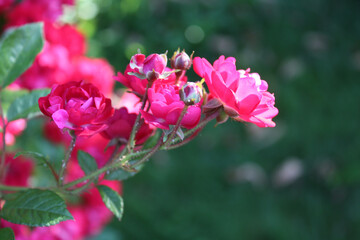 Rose bush with pink flowers in the garden.