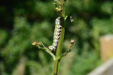 Caterpillar