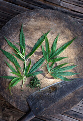 Marijuana leaves, knives and cannabis placed on a wooden cutting board
