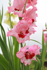 Fototapeta premium グラジオラス