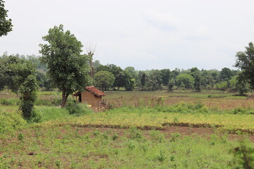 Fototapeta na wymiar small house in the field in india .
