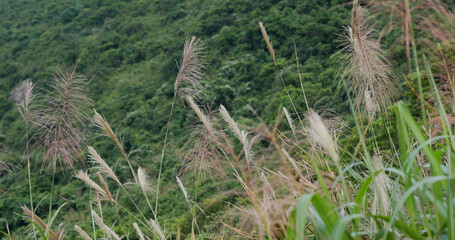 Hiking trail in the mountain forest
