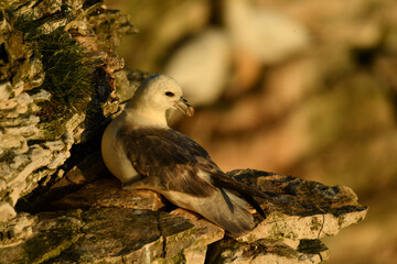 The northern fulmar seating on the coast.