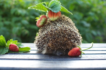 Hedgehog with strawberries on his back, walking on a wooden table.