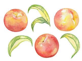 Watercolor peaches with  leaves isolated on white background