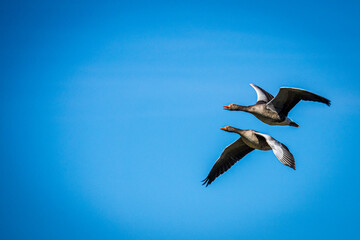 Geese flying in formation