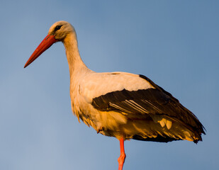 White stork (Ciconia ciconia) close up / portrait in the last sunlight of the day during sunset
