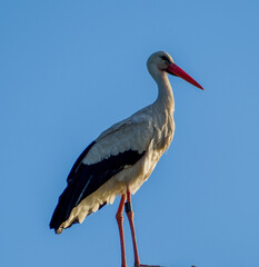 White stork (Ciconia ciconia) close up / portrait in the last sunlight of the day during sunset