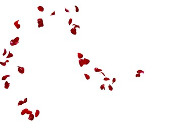 Red rose petals fly in the air on a white background