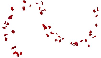 Red rose petals fly in the air on a white background