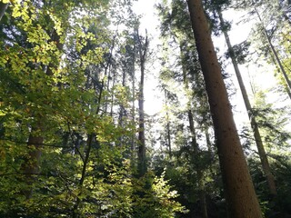 Fototapeta premium Wald