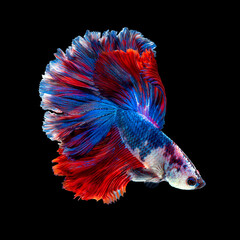 Fototapeta premium Close up art movement of Betta fish or Siamese fighting fish isolated on black background