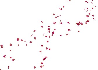 Red rose petals fly in the air