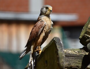 Falke, Adler, Hintergrund