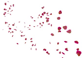 Fototapeta na wymiar Red ribbed rose petals swirl in the air