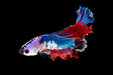 Fototapeta premium Close up art movement of Betta fish or Siamese fighting fish isolated on black background