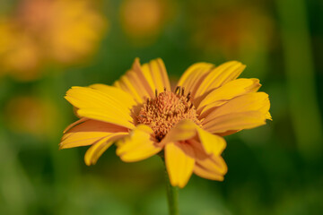 Yellow flower close-up on a natural background