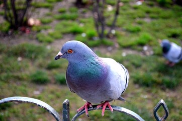 Un pigeon parisien qui prends la pause devant le parvis de Notre Dame
