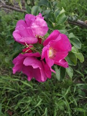 pink rose bush