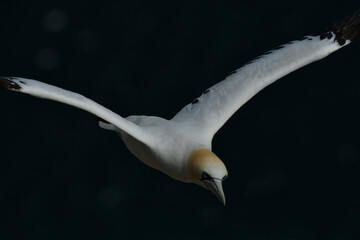 Northern gannet flying over cliff on the North sea