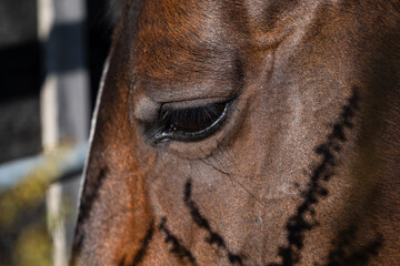Close up of ponies eye in natural light with plant shadow
