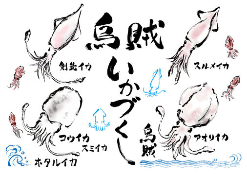 イカ いか 烏賊 剣先イカ スルメイカ するめいか するめ烏賊 スルメいか するめイカ アオリイカ コウイカ 甲いか 墨烏賊 スミイカ 甲烏賊 スルメ烏賊 モンゴウイカ ホタルイカ 剣先いか 剣先烏賊 いかづくし 食べ物 動物 生き物 食物 海 海の幸 海産物 白バック 白背景