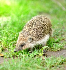 hedgehog on green lawn in my backyard