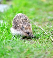hedgehog on green lawn in my backyard