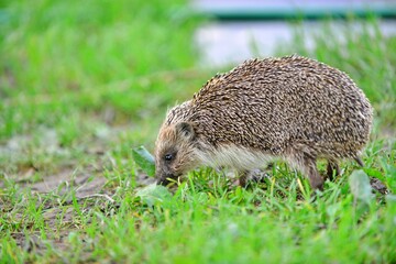 hedgehog on green lawn in my backyard