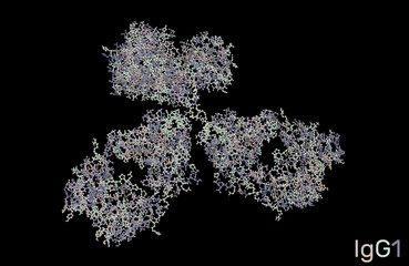 Immunoglobulin, IgG1, monoclonal antibody. PDB: 1IGY. Illustration