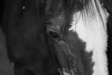 Black and white close up of ponies brown eye in natural light