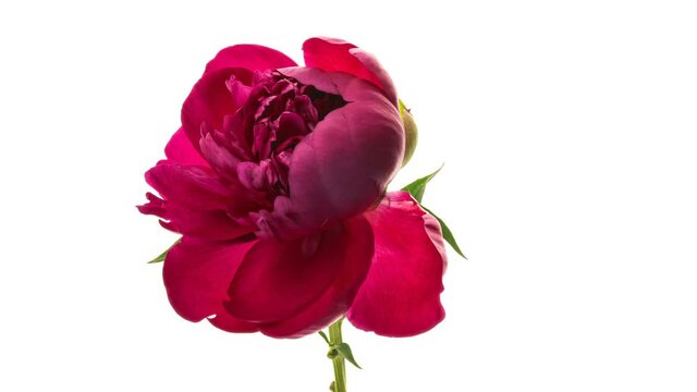 Timelapse of pink peony flower blooming on white background. Blooming peony flower open, time lapse, close-up. Wedding backdrop, Valentine's Day concept. Mother's day, Holiday, Love, birthday