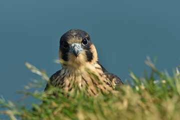 Juvenile Peregrine falcon Falco peregrinus seating on the cliff