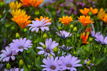 Blumen, Blume, Bund, Hintergrund