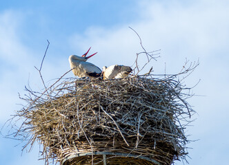 White stork family (Ciconia ciconia) in their nest with baby storks