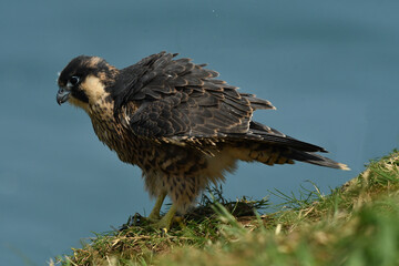 Juvenile Peregrine falcon Falco peregrinus seating on the cliff