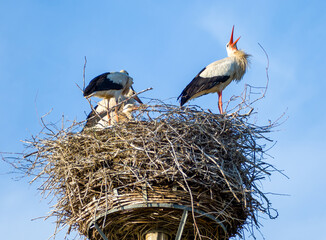 White stork family (Ciconia ciconia) in their nest with baby storks
