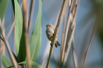 Cute little bird European penduline tit sits on a reed