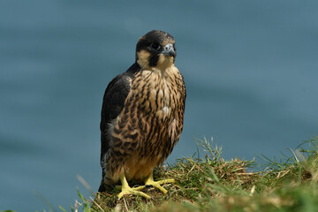 Juvenile Peregrine falcon Falco peregrinus seating on the cliff