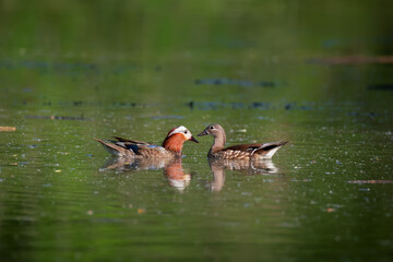 Waterfowl bird couple of Mandarin Ducks on the lake