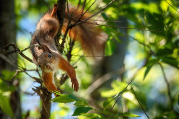 Close-up of a red squirrel on tree